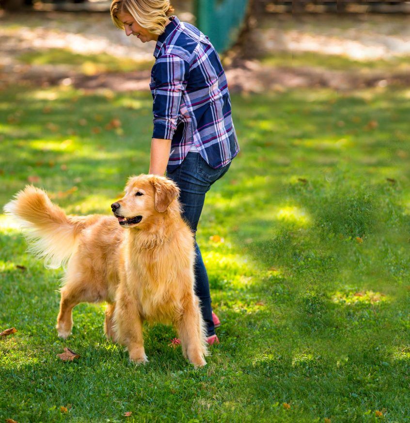 Gloucester County Electric Dog Fence