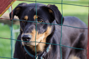 Monmouth County Dog Fence