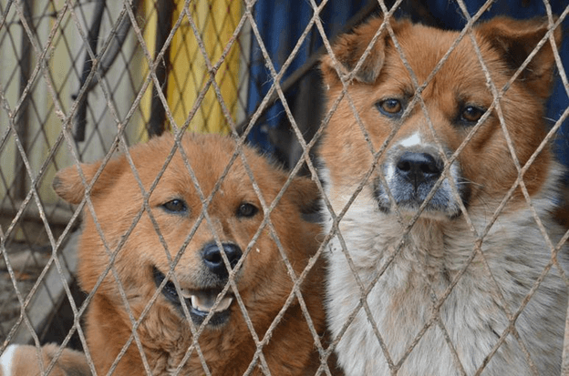 Monmouth County Electric Dog Fence